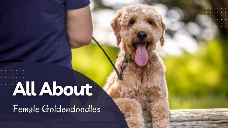 All About Female Goldendoodles