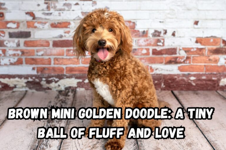 Brown Mini Goldendoodle