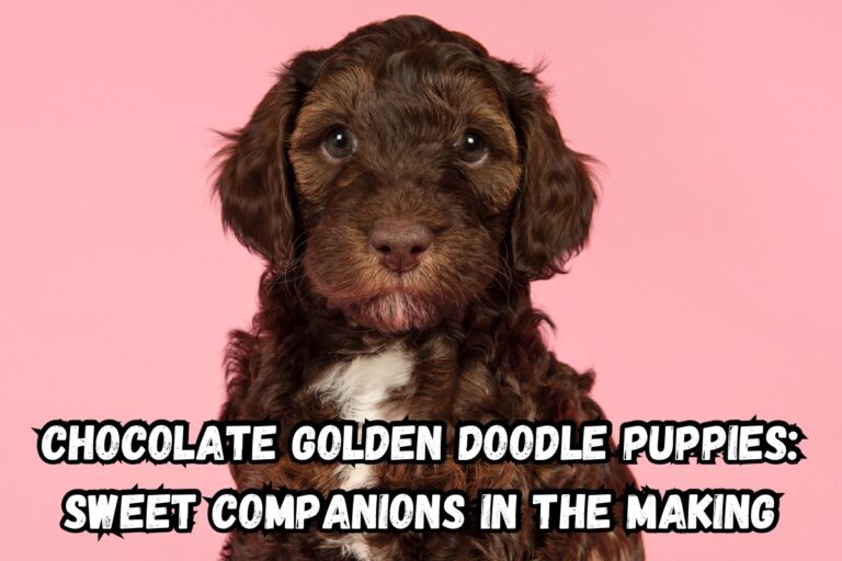 Chocolate GoldenDoodle Puppies