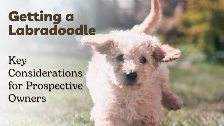 Getting a Labradoodle Key Considerations for Prospective Owners