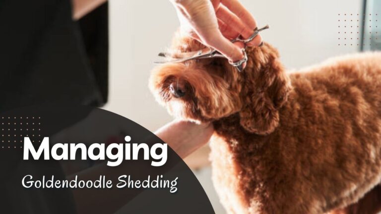 Managing Goldendoodle Shedding