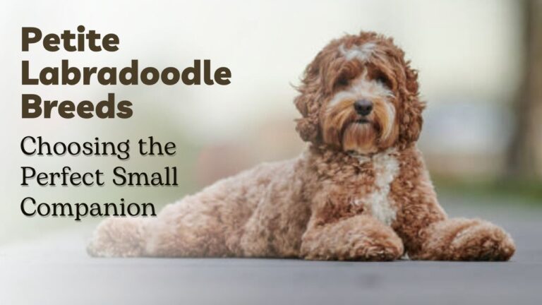 Petite Labradoodle Breeds- Choosing the Perfect Small Companion