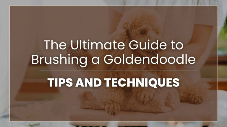 The Ultimate Guide to Brushing a Goldendoodle