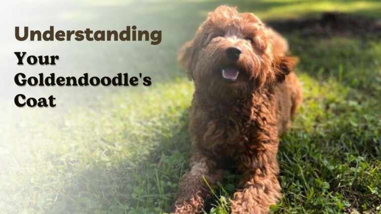 Understanding Your Goldendoodle's Coat